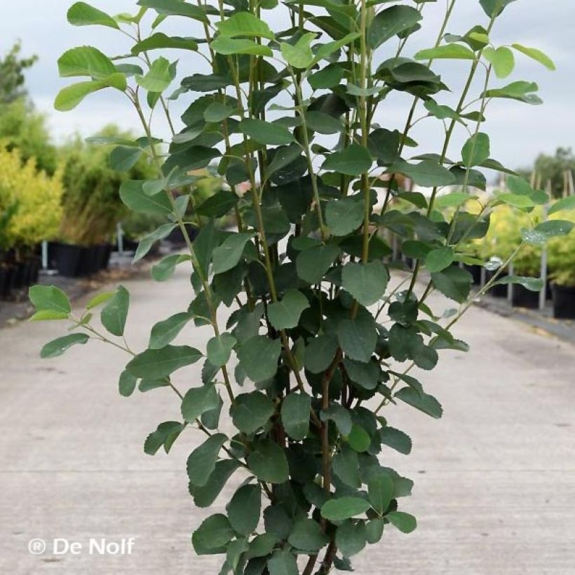 Amelanchier alnifolia Obelisk - Krentenboompje (Blad)