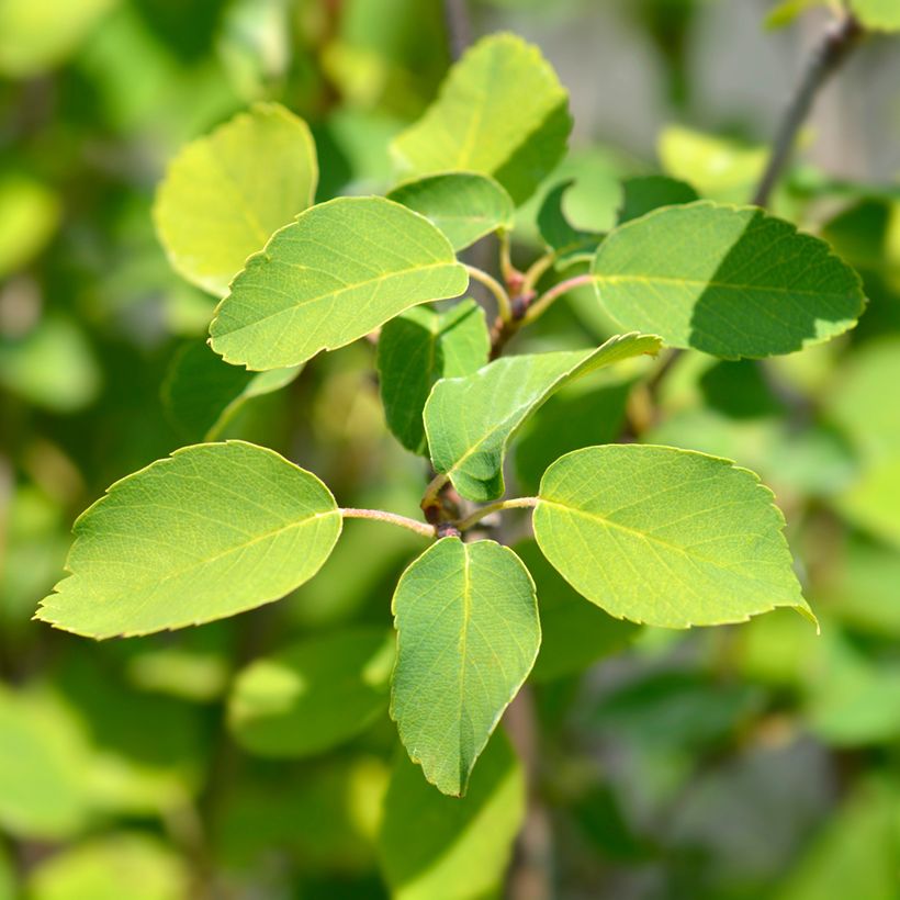 Amelanchier alnifolia Obelisk - Krentenboompje (Blad)
