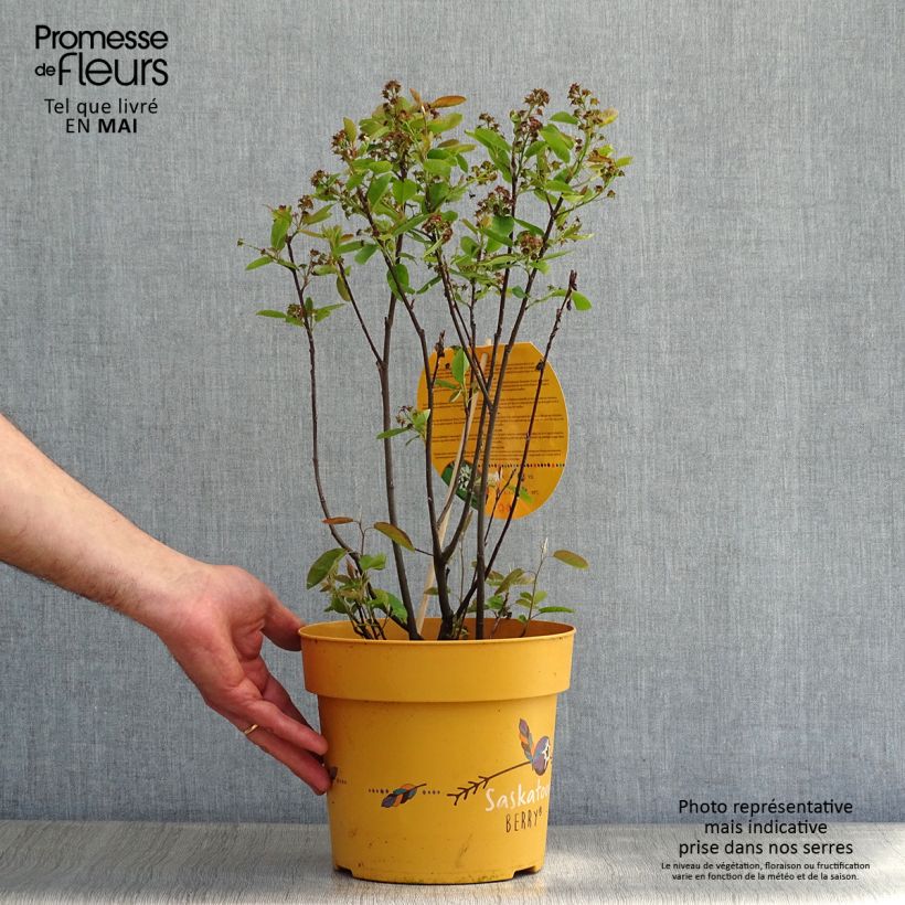 Exemplaar van Krentenboompje Saskatoon Berry Pot van 4 l/5 l zoals geleverd in de lente