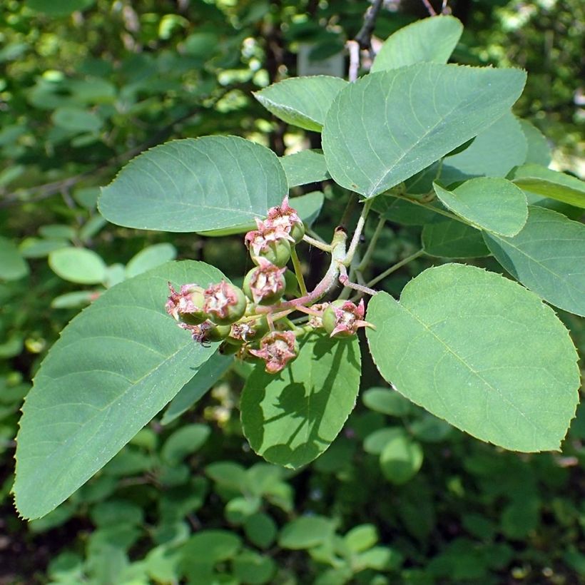 Amelanchier canadensis - Canadees krentenboompje (Blad)