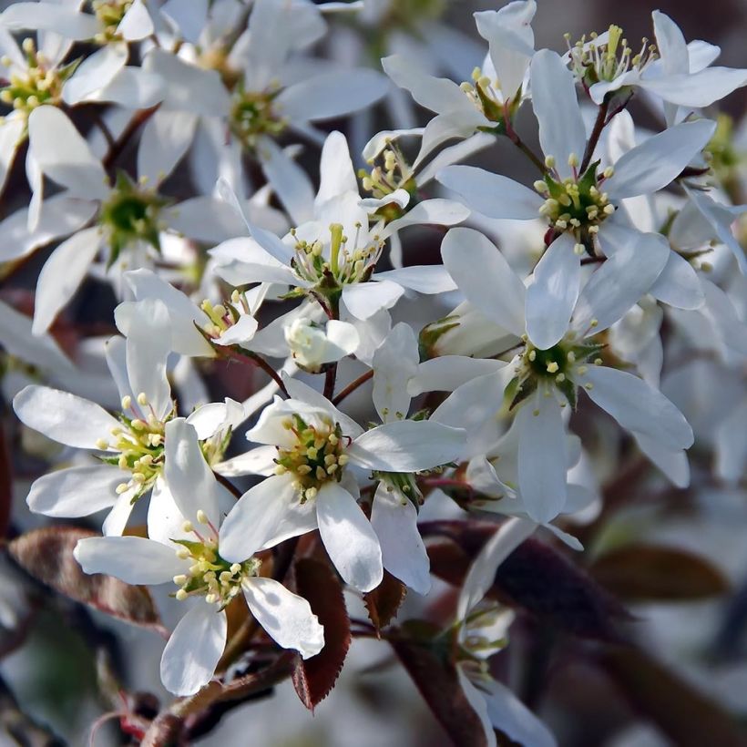 Amelanchier canadensis - Canadees krentenboompje (Bloei)