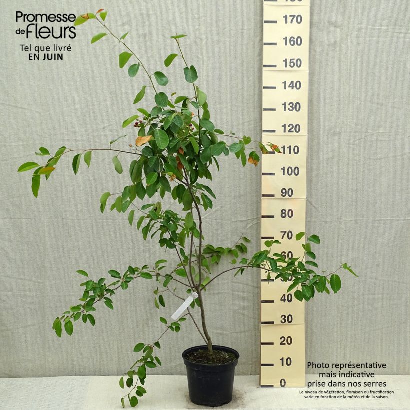Exemplaar van Amelanchier canadensis - Canadees krentenboompje Pot van 7,5 l/10 l zoals geleverd in de lente