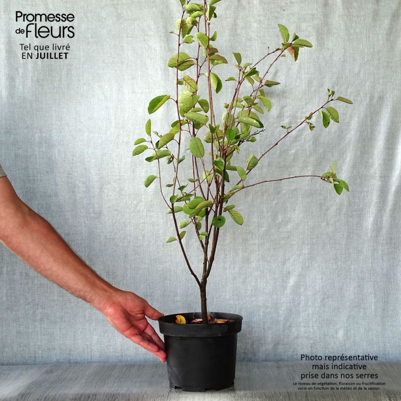 Exemplaar van Amelanchier spicata - Krentenboompje Pot van 3 l/4 l zoals geleverd in de zomer