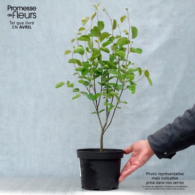 Exemplaar van Amelanchier spicata - Krentenboompje Pot van 3 l/4 l zoals geleverd in de lente