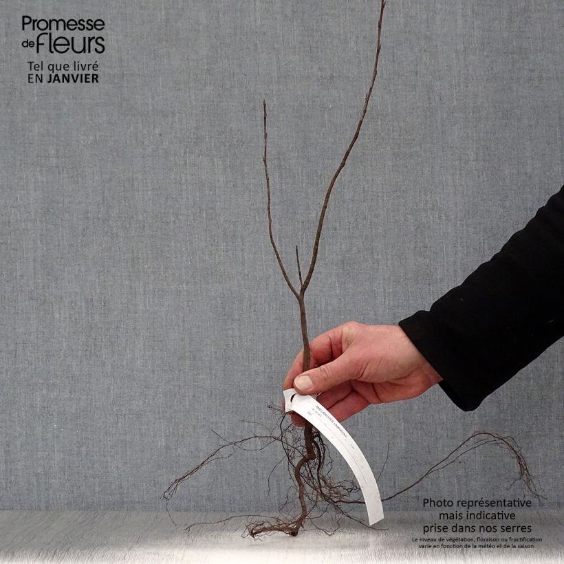 Exemplaar van Amelanchier lamarckii - Amélanchier de Lamarck Petites Racines nues zoals geleverd in de winter