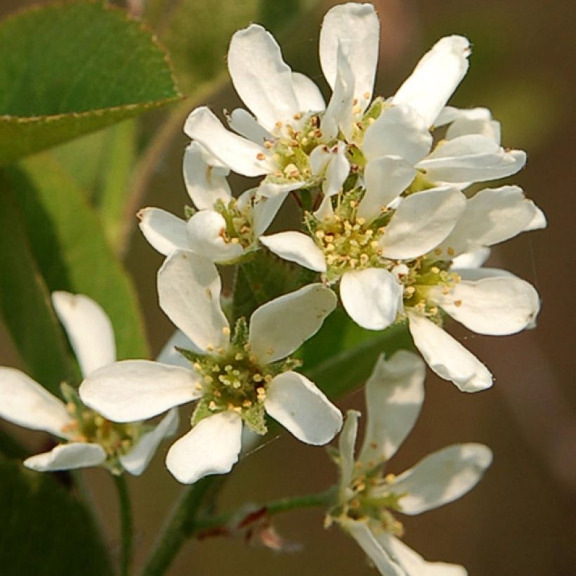Amelanchier spicata - Krentenboompje (Bloei)