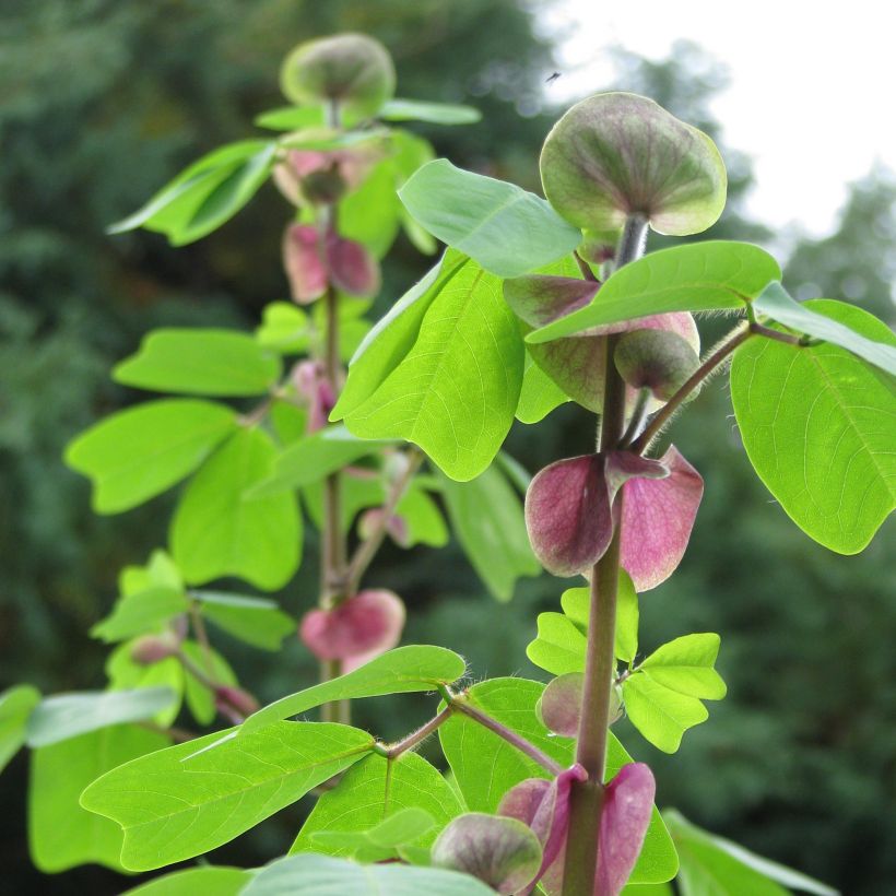 Amicia - Amicia (Blad)