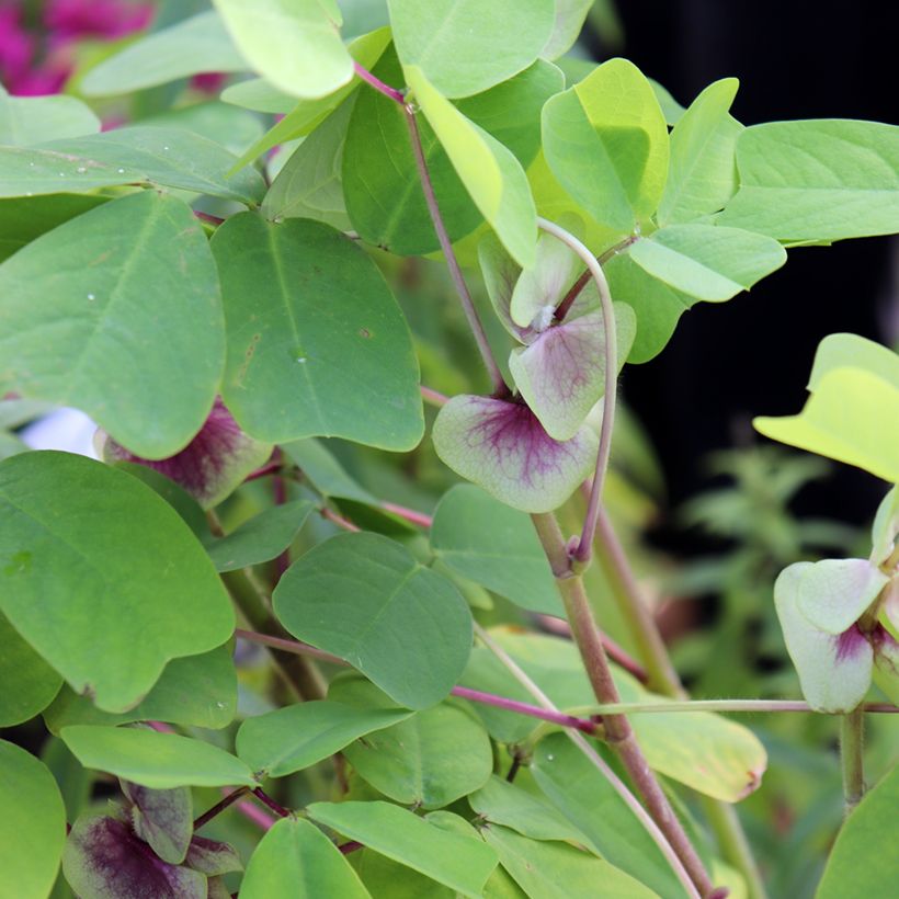 Amicia - Amicia (Blad)