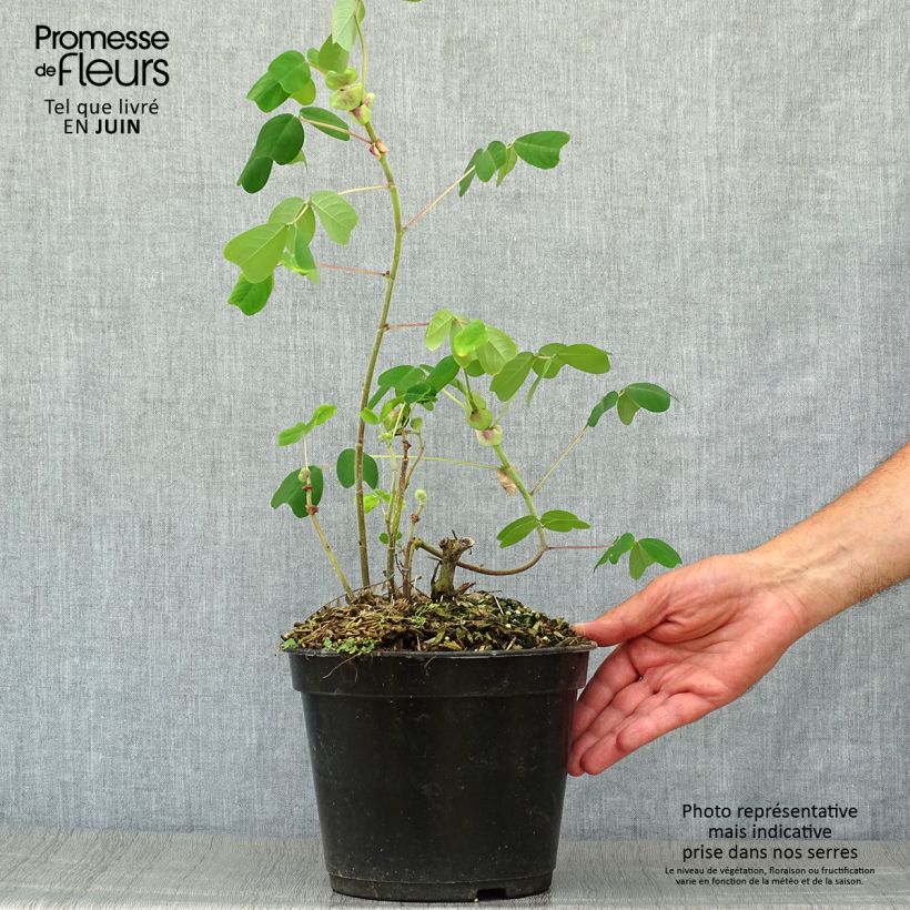 Exemplaar van Amicia - Amicia Pot van 4 l/5 l zoals geleverd in de zomer