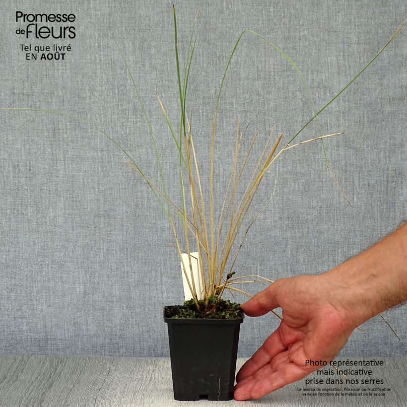 Exemplaar van Ammophila arenaria - Helmgras Kweekpotje van 8/9 cm zoals geleverd in de zomer