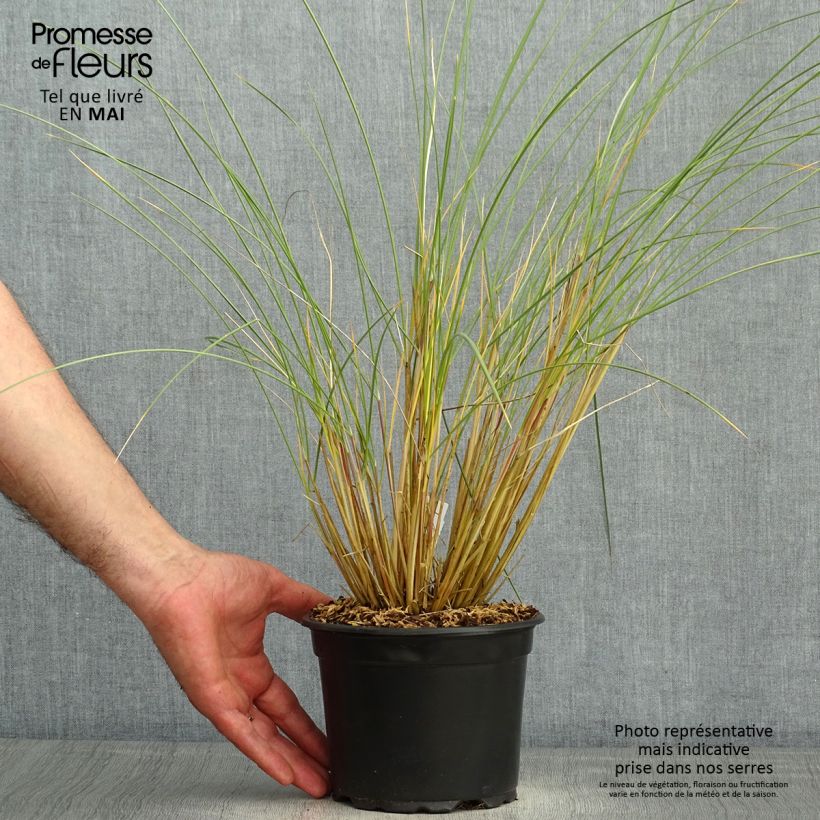 Exemplaar van Ammophila arenaria - Helmgras Pot van 2 l/3 l zoals geleverd in de lente