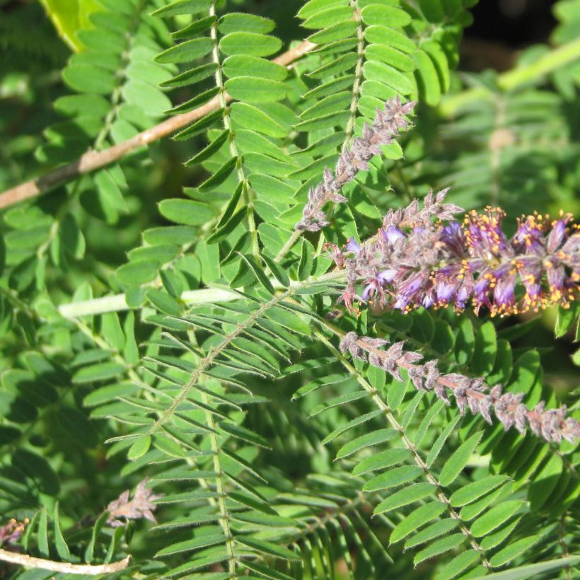 Amorpha canescens - Loodkruidstruik (Blad)