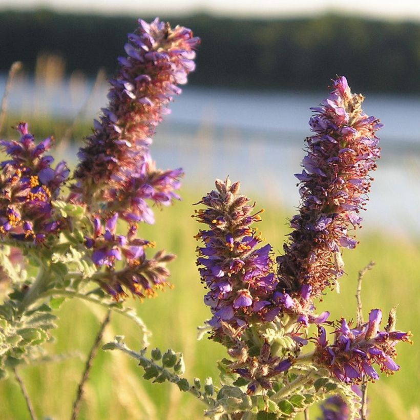 Amorpha canescens - Loodkruidstruik (Bloei)