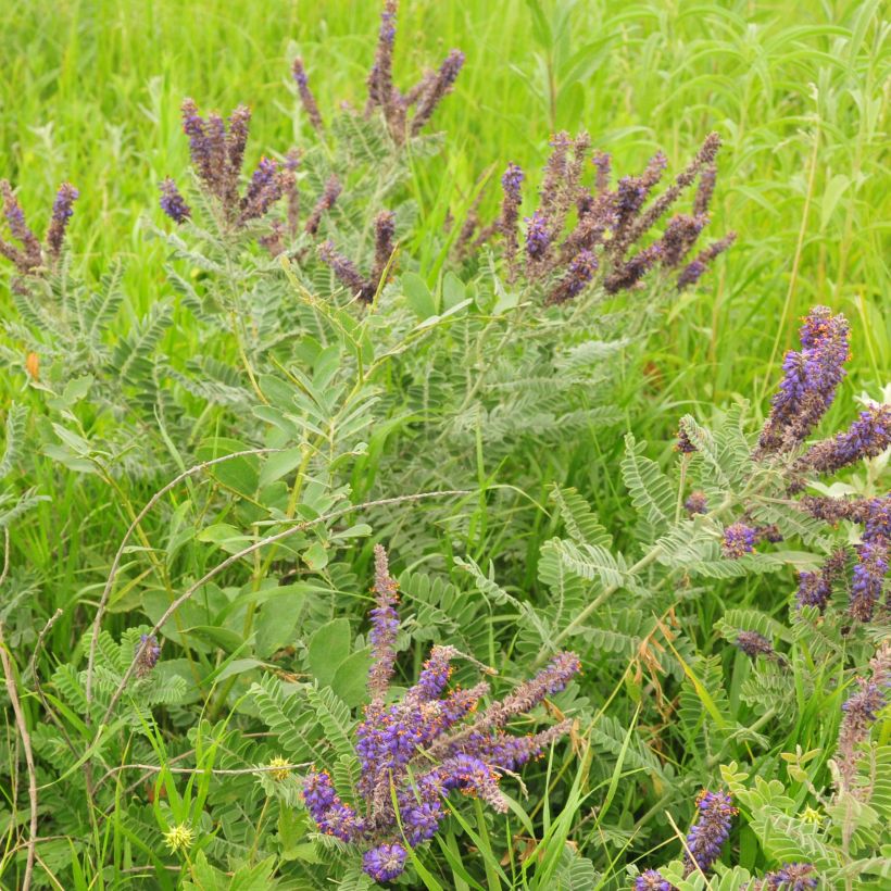Amorpha canescens - Loodkruidstruik (Groeiplaats)