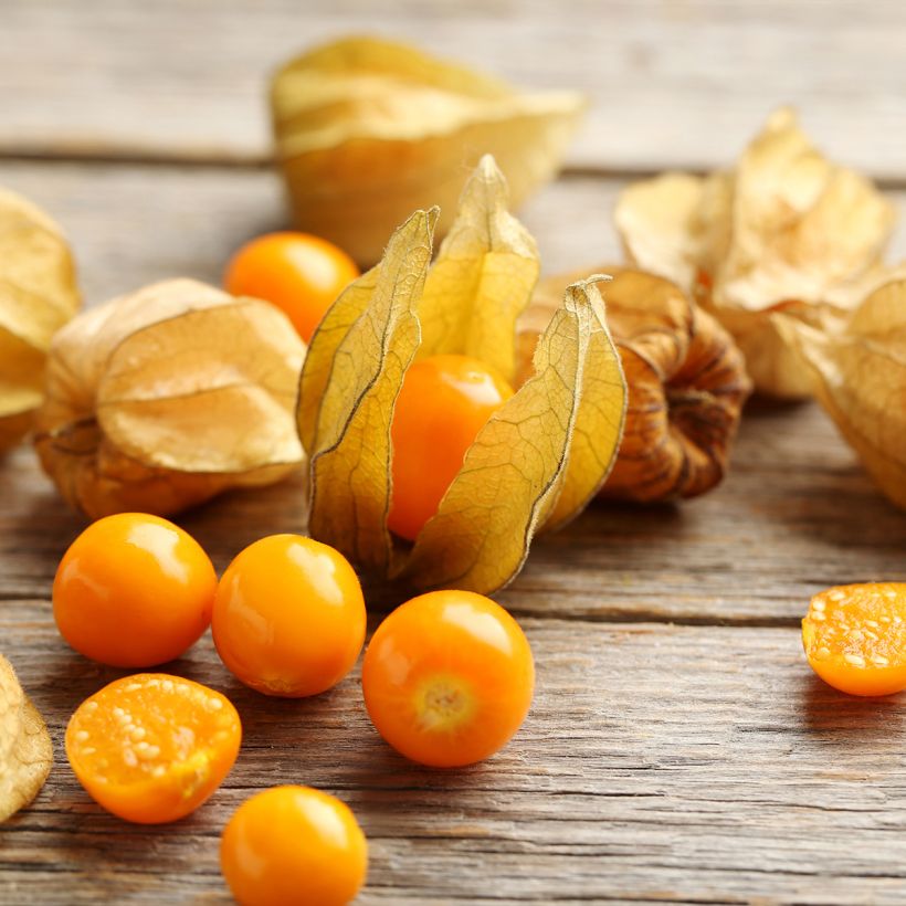Physalis franchetii - Lampionplant (Oogst)