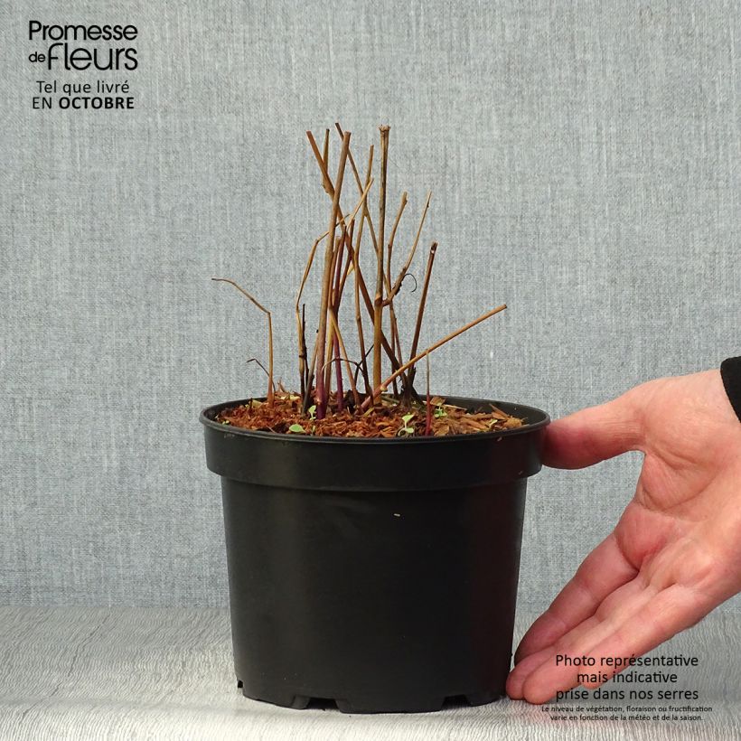 Exemplaar van Physalis franchetii - Lampionplant Pot van 2 l/3 l zoals geleverd in de herfst