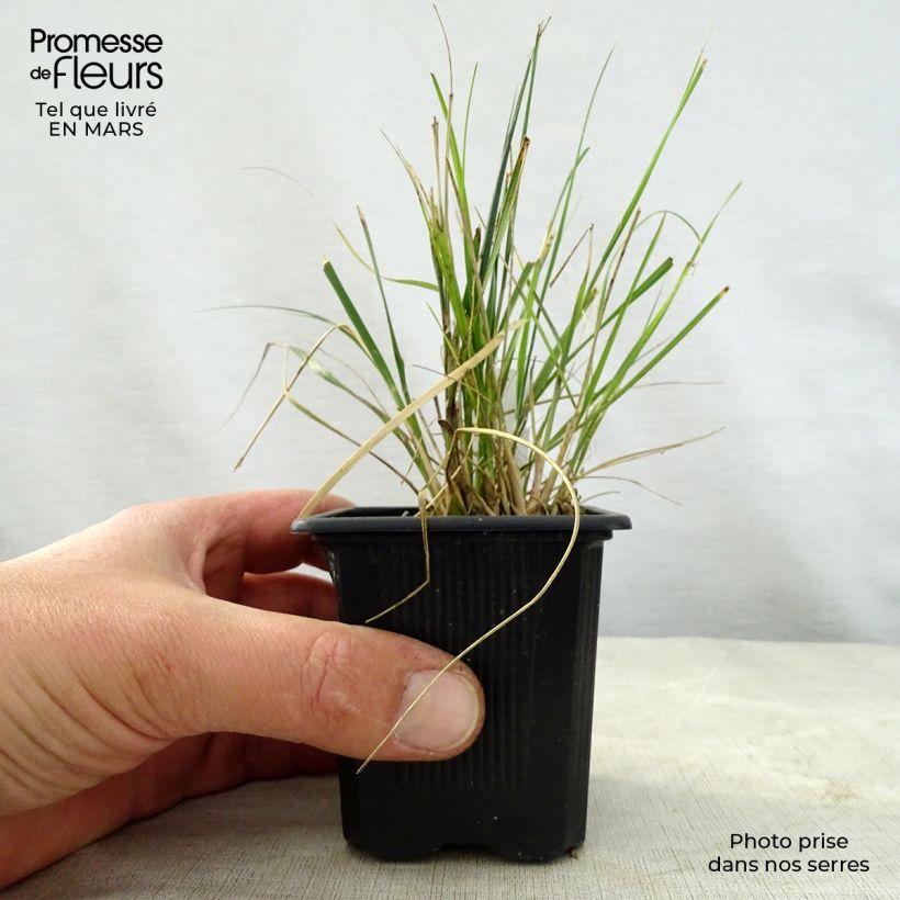 Example of Ampelodesmos mauritanicus Kweekpotje van 8/9 cm as you get in printemps