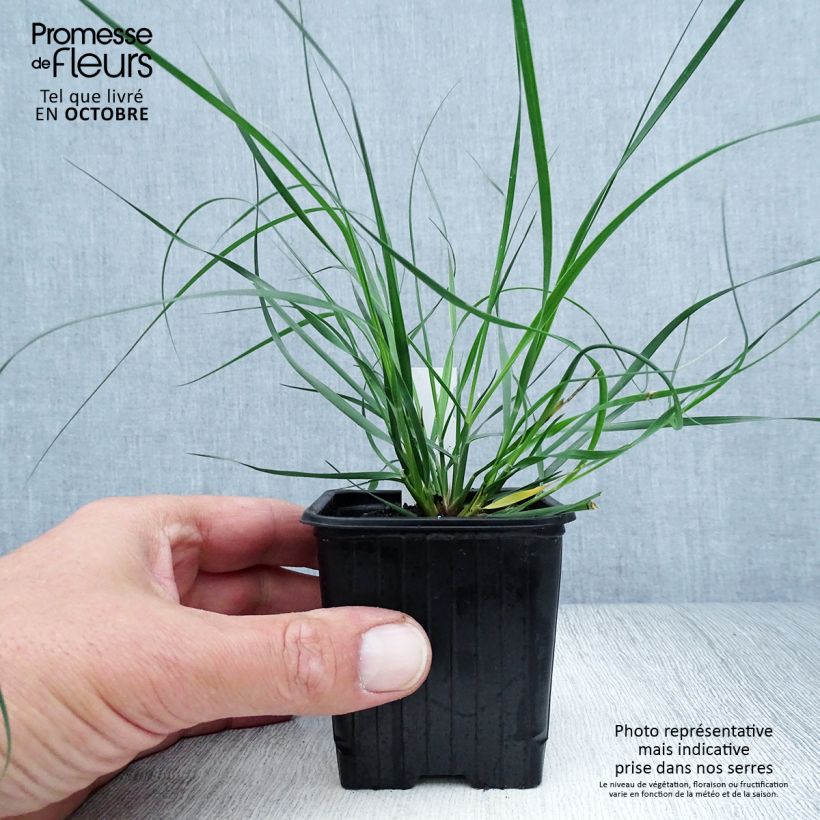 Exemplaar van Ampelodesmos mauritanicus Kweekpotje van 8/9 cm zoals geleverd in de herfst