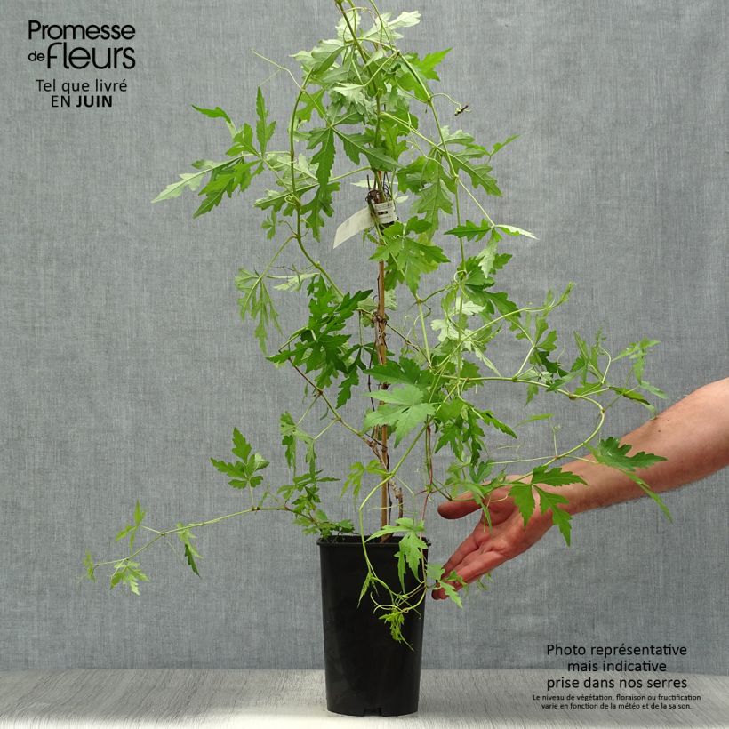 Exemplaar van Ampelopsis aconitifolia - Wingerd Pot van 2 l/3 l zoals geleverd in de zomer