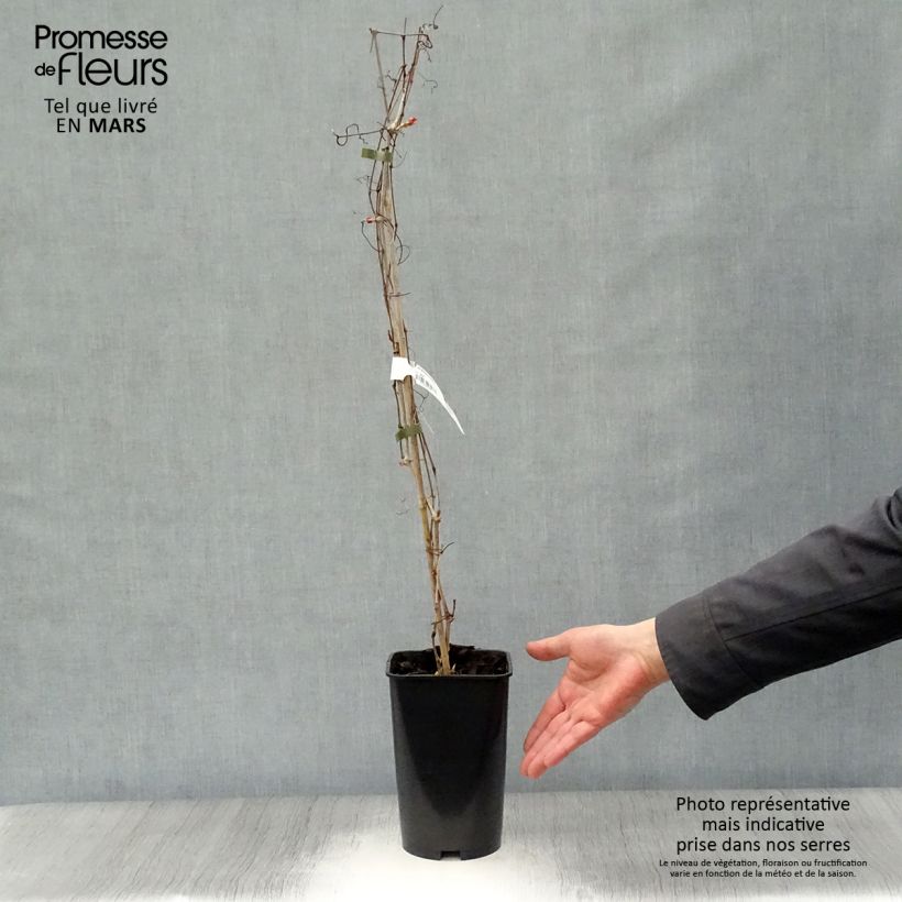 Exemplaar van Ampelopsis aconitifolia - Wingerd Pot van 2 l/3 l zoals geleverd in de lente