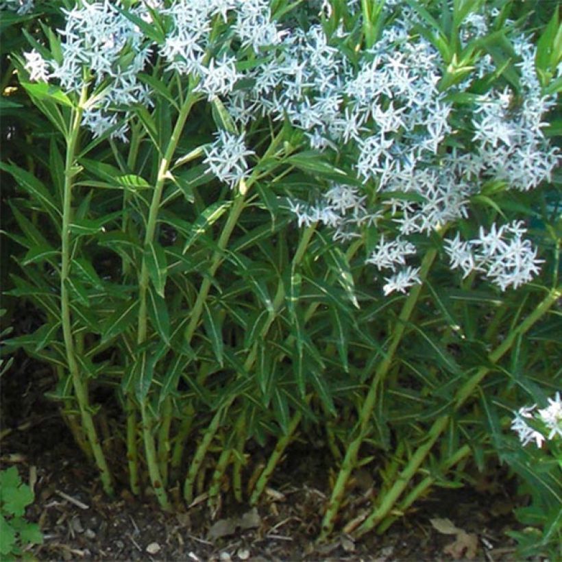 Amsonia ciliata - Blauwe ster (Blad)