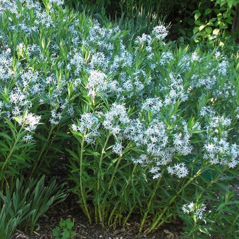Amsonia ciliata - Blauwe ster (Bloei)