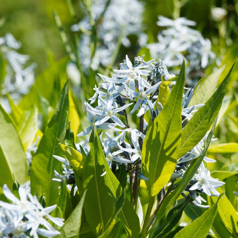 Amsonia ciliata - Blauwe ster (Blad)