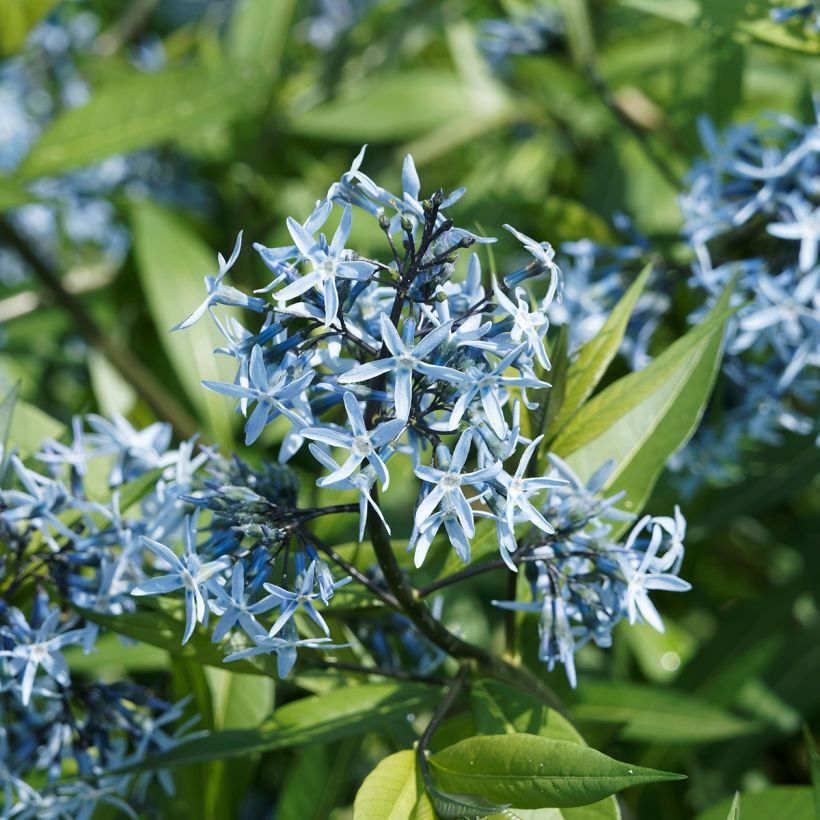 Amsonia ciliata - Blauwe ster (Bloei)