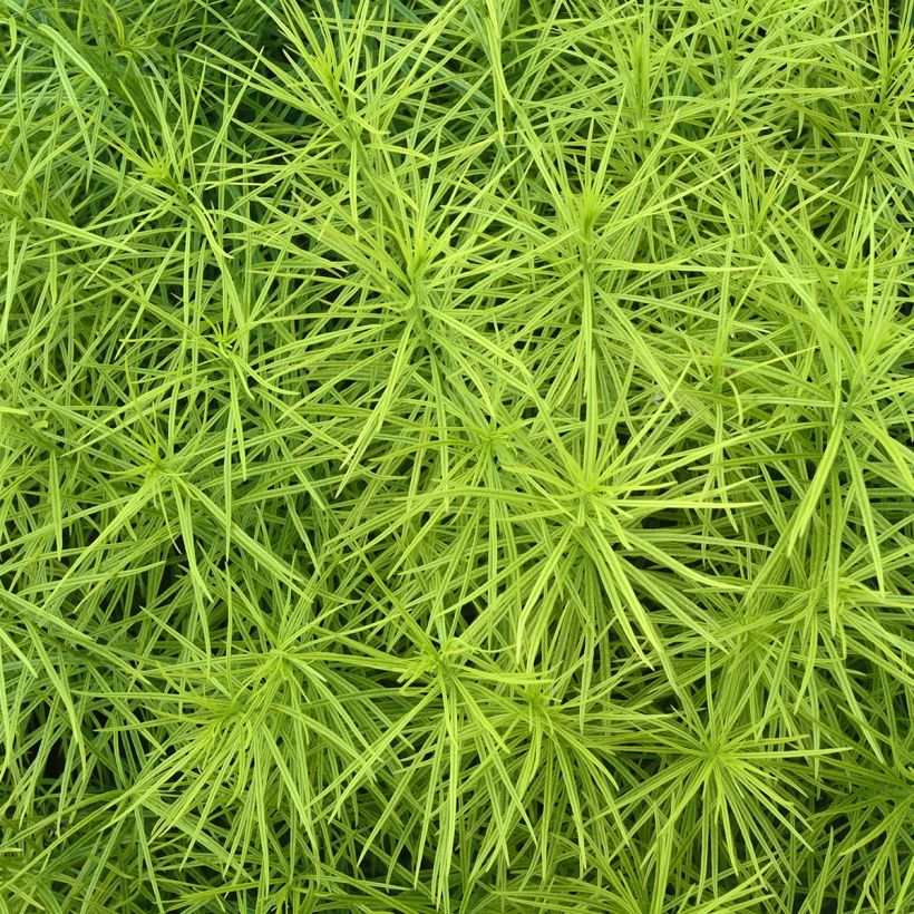 Amsonia hubrichtii - Blauwe ster (Blad)