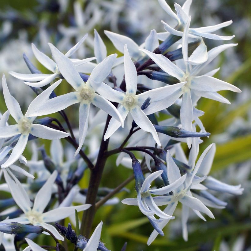 Amsonia hubrichtii - Blauwe ster (Bloei)