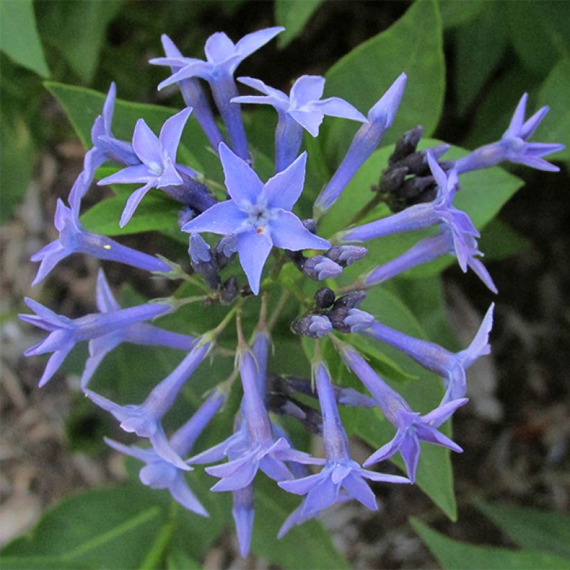 Amsonia Blue Ice - Blauwe ster (Bloei)