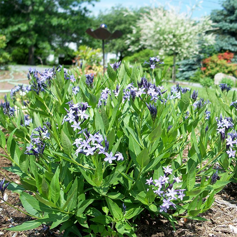 Amsonia Blue Ice - Blauwe ster (Groeiplaats)