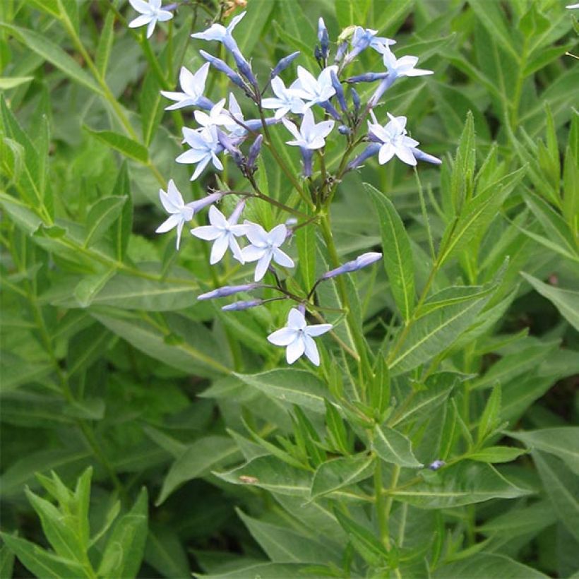 Amsonia orientalis - Blauwe ster (Bloei)