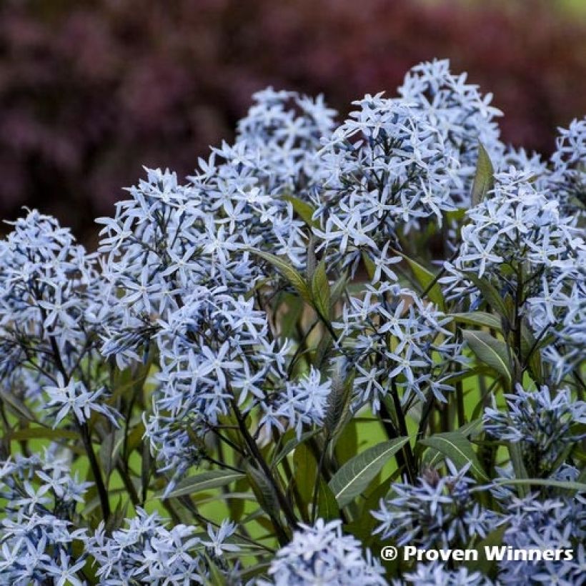 Amsonia tabernaemontana Storm Cloud - Blauwe ster (Bloei)