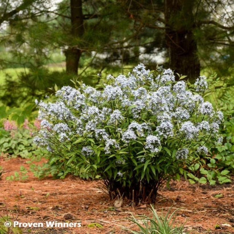 Amsonia tabernaemontana Storm Cloud - Blauwe ster (Groeiplaats)