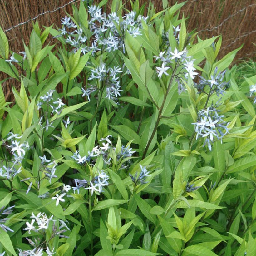 Amsonia tabernaemontana var. salicifolia - Blauwe ster (Groeiplaats)