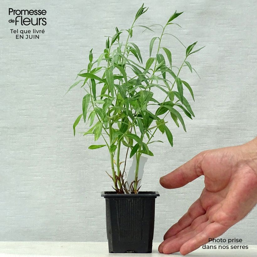 Exemplaar van Amsonia tabernaemontana var. salicifolia - Blauwe ster Kweekpotje van 8/9 cm zoals geleverd in de zomer