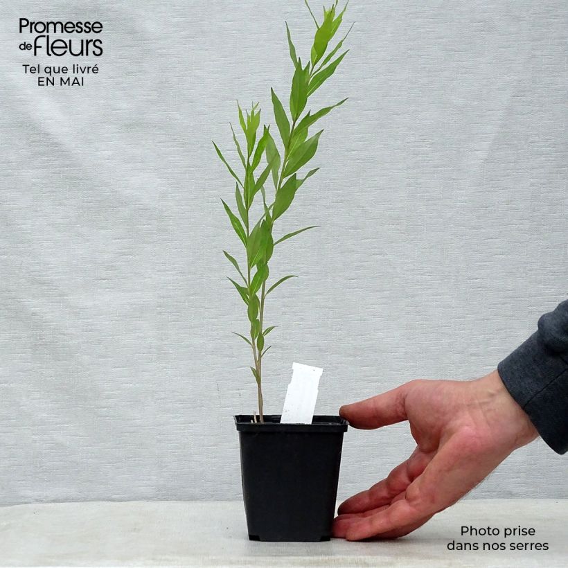 Exemplaar van Amsonia tabernaemontana var. salicifolia - Blauwe ster Kweekpotje van 8/9 cm zoals geleverd in de lente