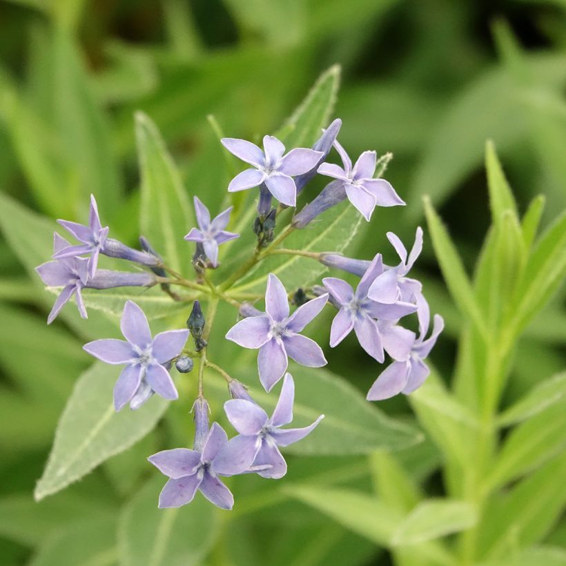 Amsonia tabernaemontana var. salicifolia - Blauwe ster (Bloei)
