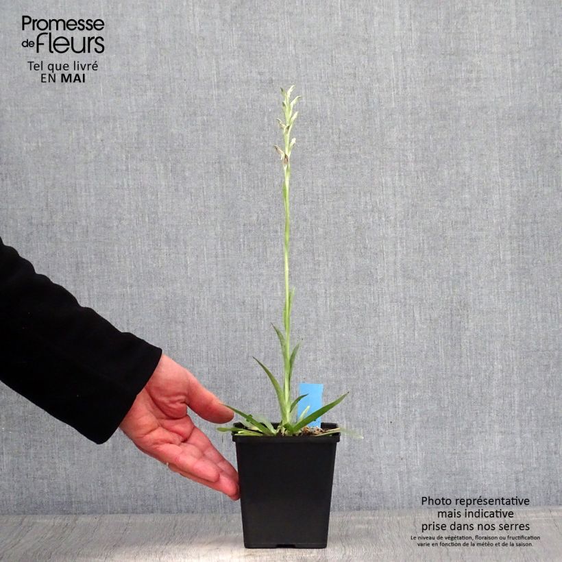 Exemplaar van Anacamptis sancta - Heilige orchis Pot van 1,5 l/2 l zoals geleverd in de lente