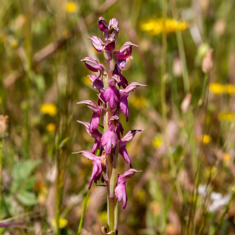 Anacamptis sancta - Heilige orchis (Bloei)