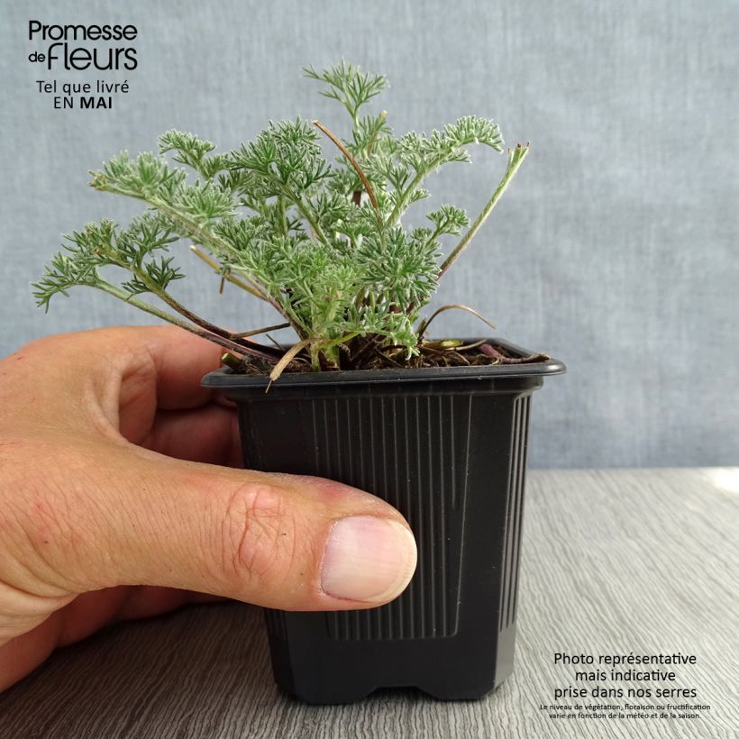 Exemplaar van Anacyclus pyrethrum var. depressus - Marokkaanse kamille Kweekpotje van 8/9 cm zoals geleverd in de lente