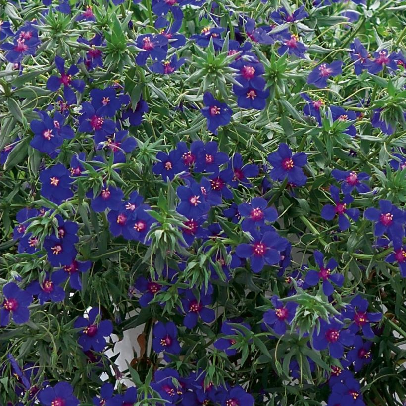 Anagallis monelli subsp linifolia Skylover - Blauw guichelheil (Blad)