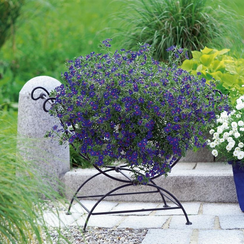 Anagallis monelli subsp linifolia Skylover - Blauw guichelheil (Groeiplaats)