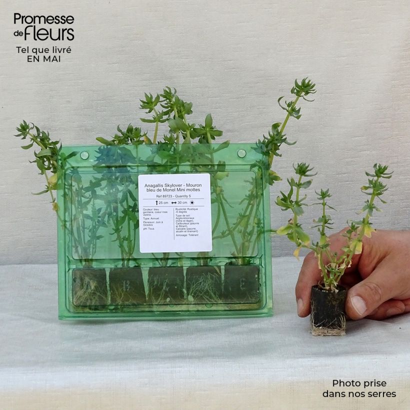 Exemplaar van Anagallis monelli subsp linifolia Skylover - Blauw guichelheil Mini-mot Ø 3/4 cm zoals geleverd in de lente