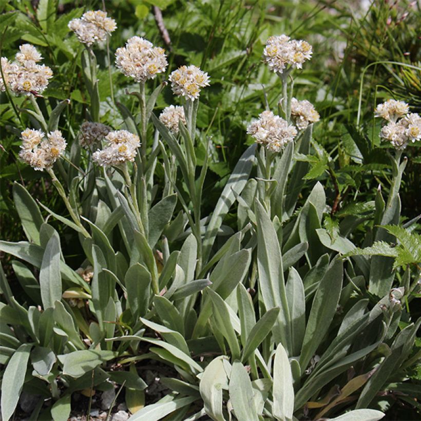 Anaphalis alpicola - Witte knoop (Bloei)