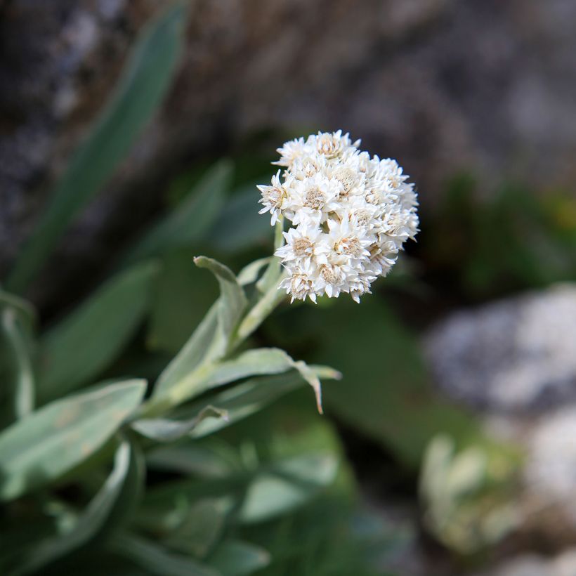Anaphalis alpicola - Witte knoop (Bloei)