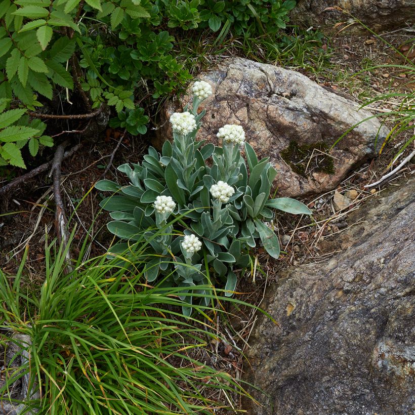 Anaphalis alpicola - Witte knoop (Groeiplaats)
