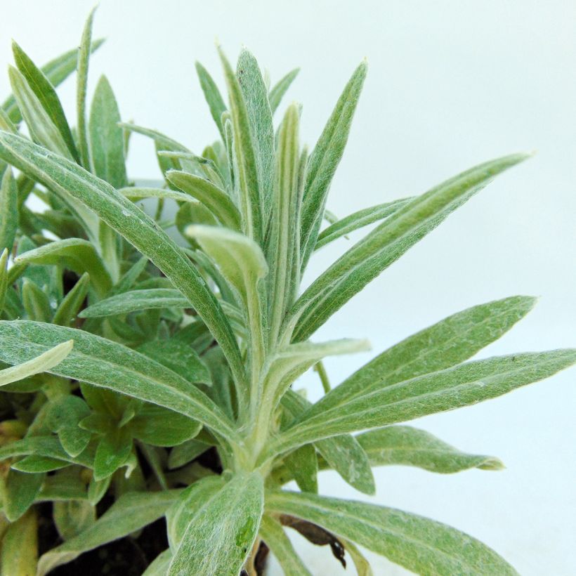 Anaphalis margaritacea Neuschnee - Witte knoop (Blad)