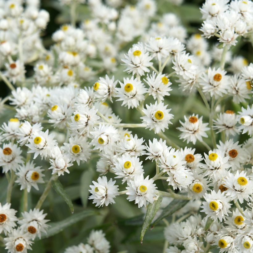 Anaphalis triplinervis - Witte knoop (Bloei)